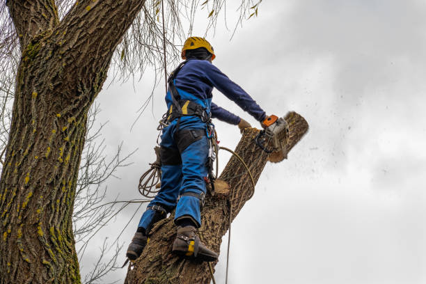  Homestead, FL Tree Services Pros