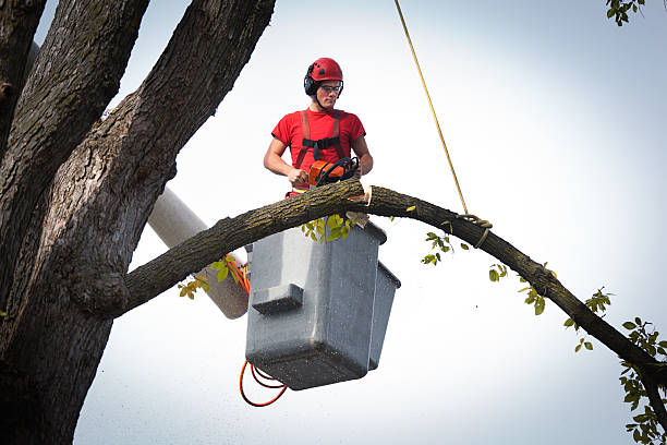 Homestead, FL Tree Services Company